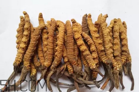 冬蟲夏草真的冬天是蟲夏天是草嗎？冬蟲夏草是怎么長成