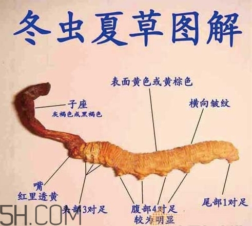 冬蟲夏草是動(dòng)物還是植物？冬蟲夏草是藥食同源嗎