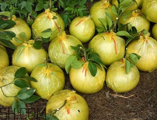 文旦上火嗎？文旦種植環(huán)境條件