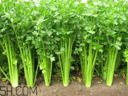 吃什么食物會(huì)導(dǎo)致失眠？睡前吃巧克力會(huì)導(dǎo)致失眠嗎？