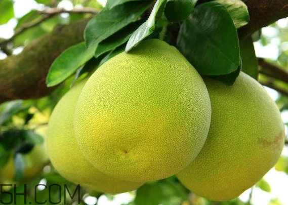 文旦怎么保存？文旦是哪個(gè)地方的特產(chǎn)