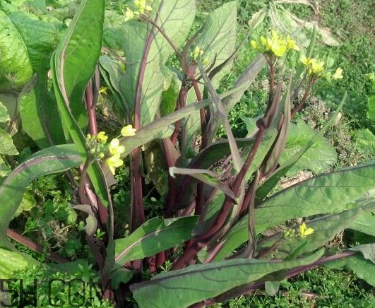 紅菜苔什么時(shí)候播種？紅菜苔什么季節(jié)才能吃