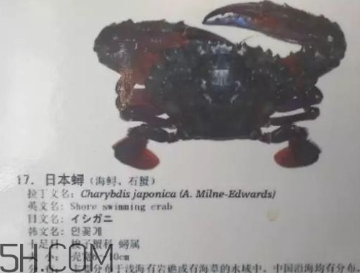 海虹蟹和梭子蟹哪個好？海虹蟹和梭子蟹的區(qū)別