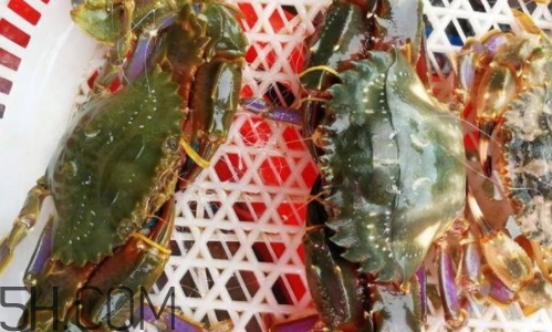 海虹蟹好吃嗎？海虹蟹多少錢一斤