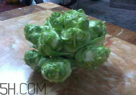 兒菜怎么吃？兒菜可不可以做泡菜