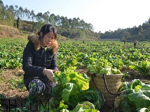 兒菜怎么種？兒菜怎么腌制