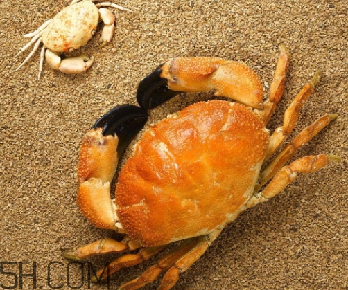 冬蟹多少錢(qián)一斤？冬蟹價(jià)格