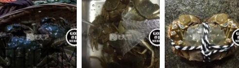 菜蟹是什么蟹？菜蟹的營養(yǎng)價值與功效