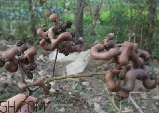 雞爪梨泡酒是喝酒還是吃果實(shí)嗎？雞爪梨的營(yíng)養(yǎng)價(jià)值