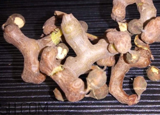 雞爪梨解酒是真的嗎？雞爪梨種下幾年能開(kāi)花結(jié)果