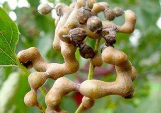 雞爪梨解酒是真的嗎？雞爪梨種下幾年能開(kāi)花結(jié)果