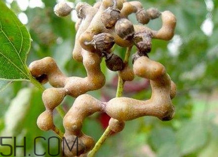 雞爪梨解酒是真的嗎？雞爪梨種下幾年能開(kāi)花結(jié)果