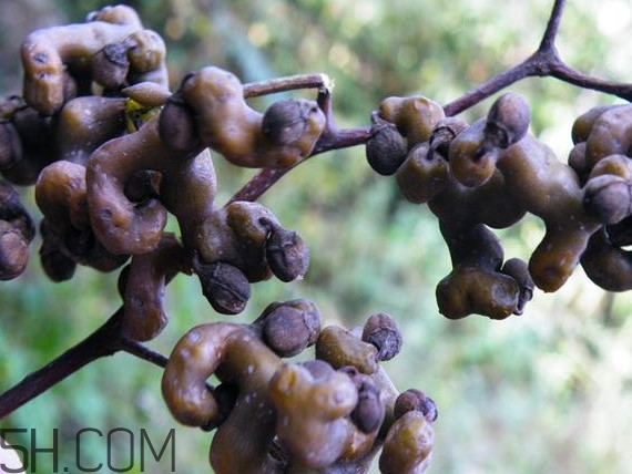 雞爪梨泡酒是喝酒還是吃果實(shí)嗎？雞爪梨的營(yíng)養(yǎng)價(jià)值