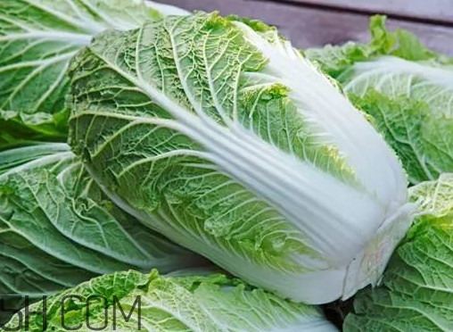 大白菜什么時候種最合適？大白菜怎么做好吃