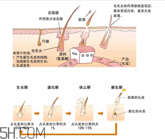 禿頂了還能長(zhǎng)出頭發(fā)嗎？禿頂和性欲太強(qiáng)是不是有關(guān)