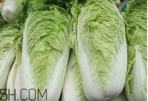 大白菜什么時候種最合適？大白菜怎么做好吃