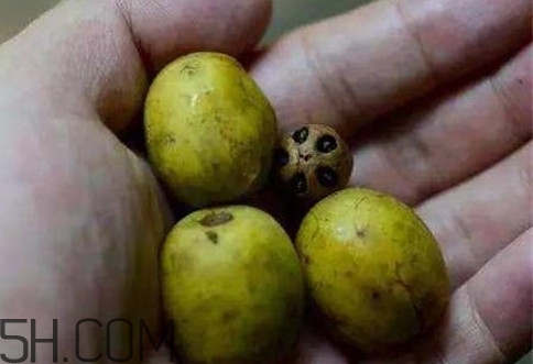 南酸棗可以泡酒嗎？南酸棗果核有什么功效