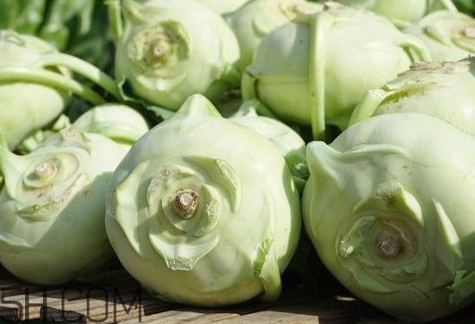 大頭菜是發(fā)物嗎？大頭菜是卷心菜嗎
