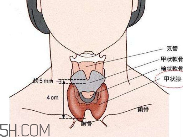 甲狀腺結(jié)節(jié)掛什么科？甲狀腺結(jié)節(jié)可以懷孕嗎