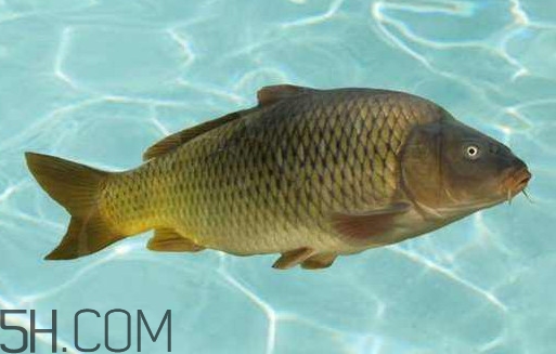 野生黃河鯉魚多少錢一斤？黃河鯉魚有幾根須