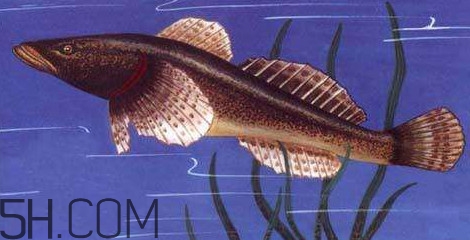松江鱸魚多少錢一斤？松江鱸魚的松江在哪里