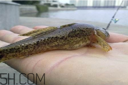 松江鱸魚能長多大？塘鱧魚和松江鱸魚有什么區(qū)別