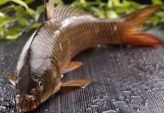 野生黃河鯉魚多少錢一斤？黃河鯉魚有幾根須