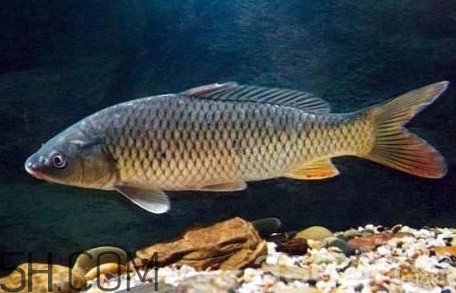 黃河鯉魚(yú)主要吃什么？黃河鯉魚(yú)和普通鯉魚(yú)的區(qū)別