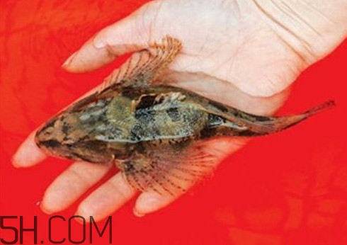 松江鱸魚哪里有？松江鱸魚什么季節(jié)吃最好