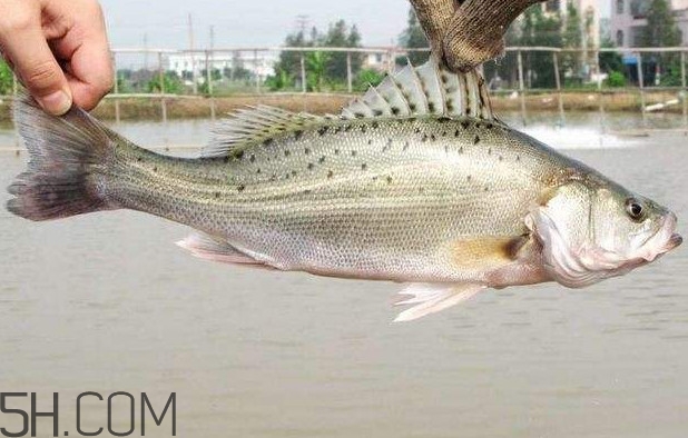 鱸魚(yú)有什么功效？鱸魚(yú)怎么養(yǎng)才不愛(ài)死