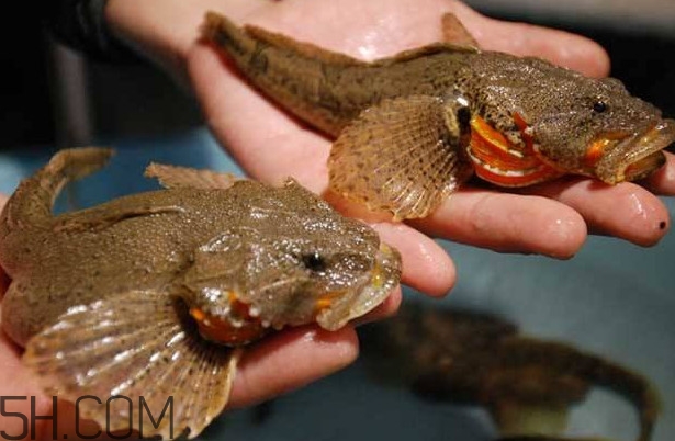 松江鱸魚多少錢一斤？松江鱸魚的松江在哪里