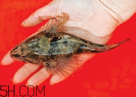 松江鱸魚(yú)怎么做？松江鱸魚(yú)養(yǎng)殖技術(shù)