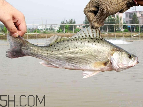 鱸魚(yú)蒸幾分鐘最好？河鱸魚(yú)和海鱸魚(yú)的區(qū)別