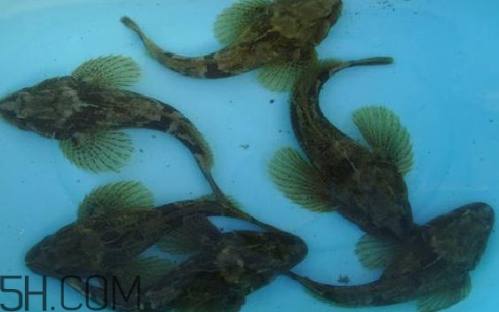 松江鱸魚(yú)怎么做？松江鱸魚(yú)養(yǎng)殖技術(shù)