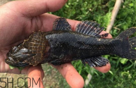 松江鱸魚能長多大？塘鱧魚和松江鱸魚有什么區(qū)別
