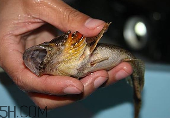 松江鱸魚產(chǎn)地在松江嗎？松江鱸魚是保護動物嗎