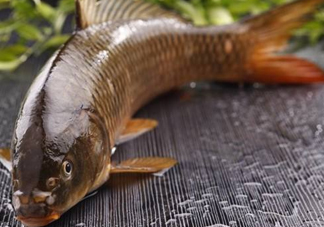 野生黃河鯉魚多少錢一斤？黃河鯉魚有幾根須