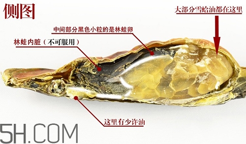 林蛙哪些部位不能吃？林蛙有什么營養(yǎng)