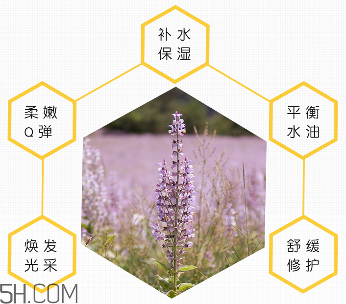 小蜜蜂臻至補濕修護(hù)面膜