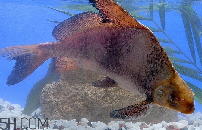 胭脂魚是什么魚？胭脂魚是保護(hù)動物嗎