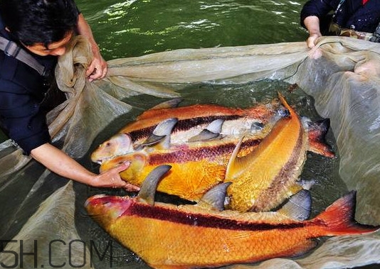 胭脂魚(yú)多少錢一斤？胭脂魚(yú)怎么做好吃