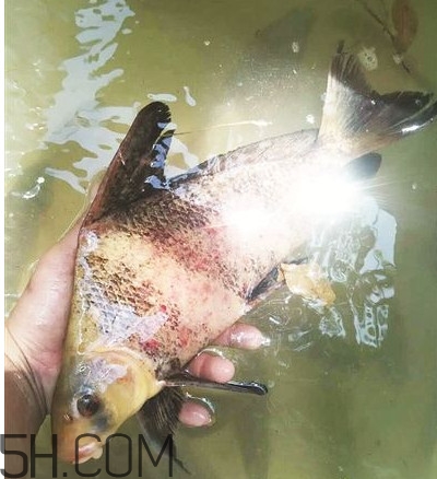 胭脂魚可以吃嗎？胭脂魚好養(yǎng)嗎