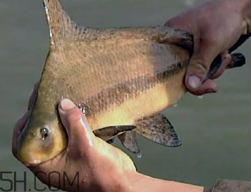 胭脂魚是冷水魚嗎？胭脂魚是熱帶魚嗎