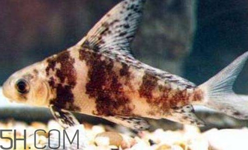 胭脂魚是冷水魚嗎？胭脂魚是熱帶魚嗎