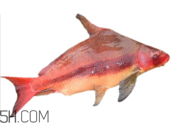 胭脂魚是什么魚？胭脂魚是保護(hù)動物嗎