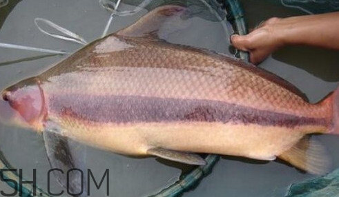 胭脂魚可以吃嗎？胭脂魚好養(yǎng)嗎
