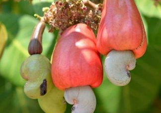 腰果是什么植物的果實(shí)？腰果果實(shí)能吃嗎