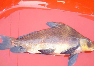 胭脂魚多少錢一斤？胭脂魚怎么做好吃