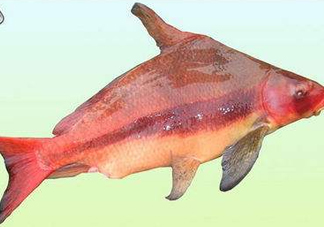 胭脂魚(yú)是什么魚(yú)？胭脂魚(yú)是保護(hù)動(dòng)物嗎