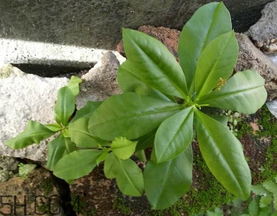 土人參有毒嗎？土人參葉子可以吃嗎？